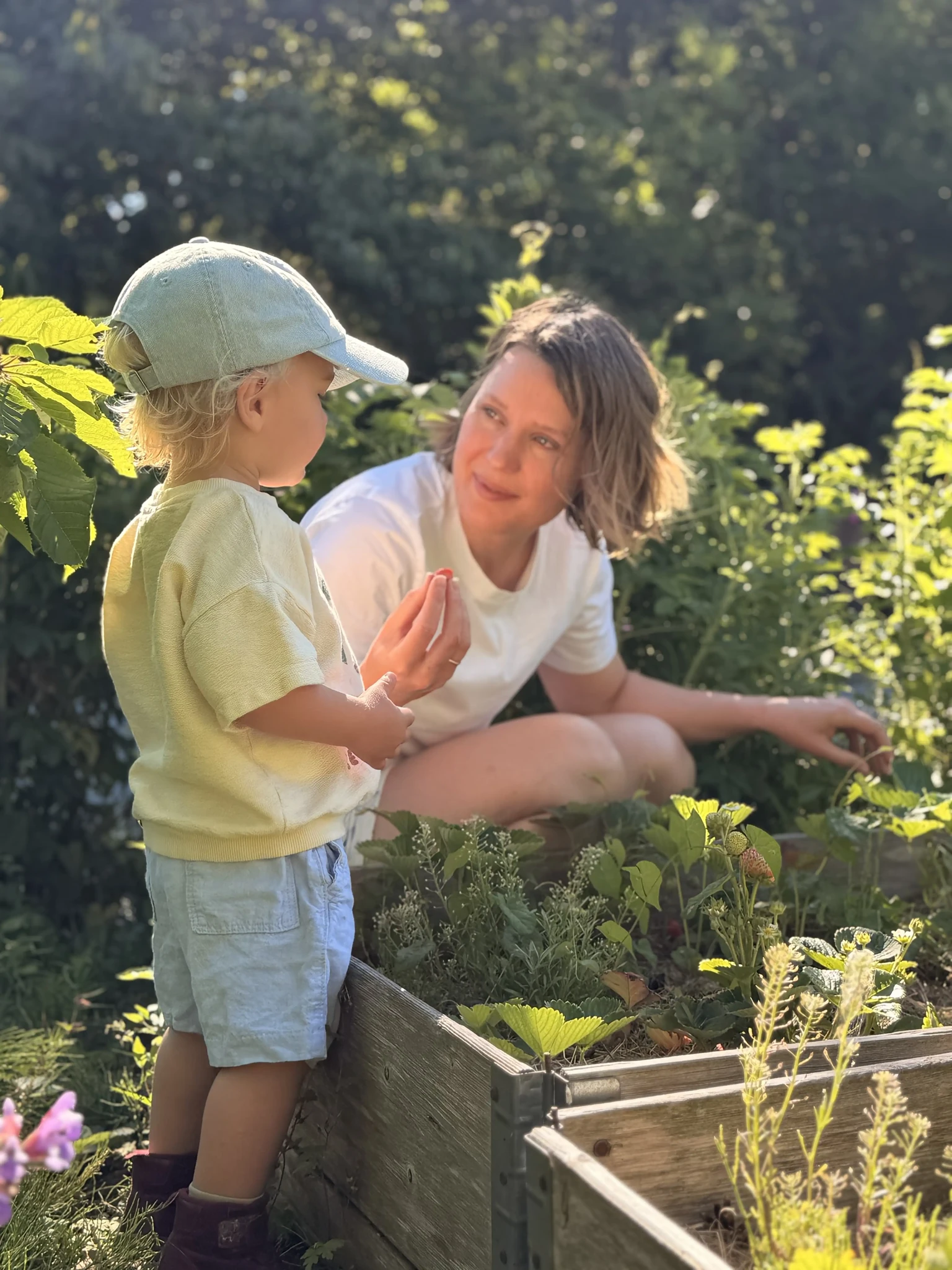 A child and an adult picking strawberries in a sunny garden.